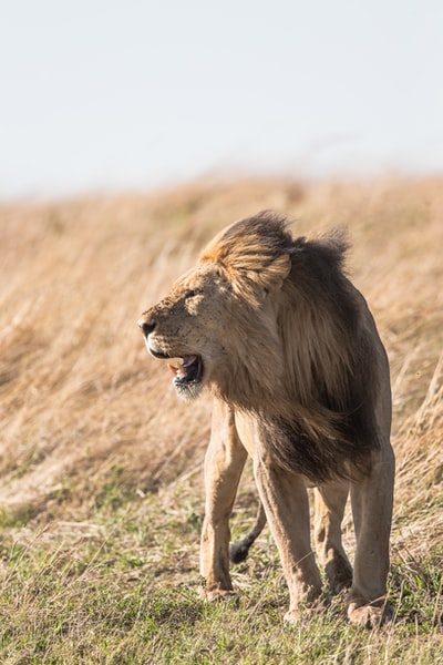 野生动物园狮子的浅焦摄影